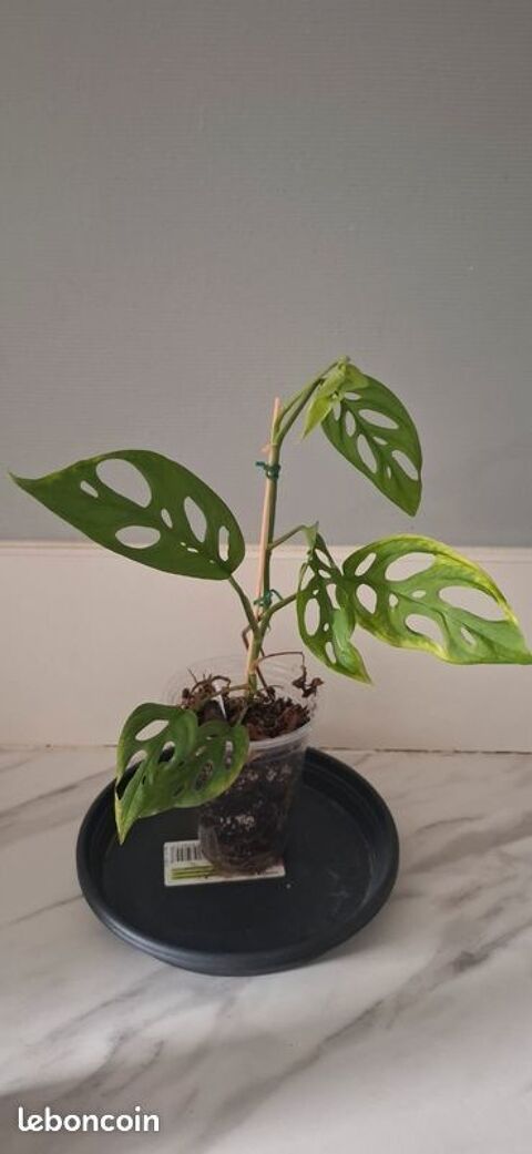 Monstera laniata bouture 55 5 Clermont-Ferrand (63)