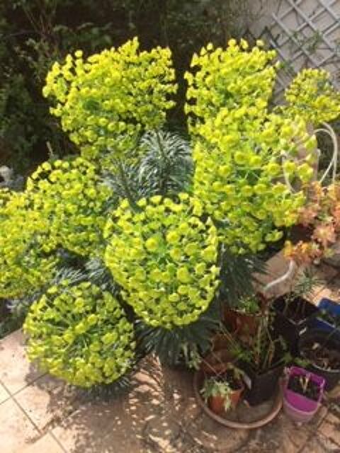 EUPHORBE 0 Maisons-Alfort (94)