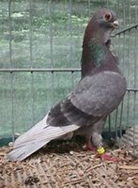    PIGEON CRAVATES BLEUS 