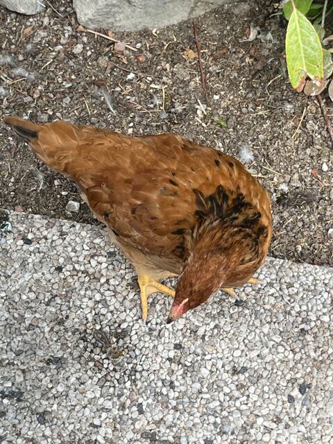 Jeunes poules 12 51430 Tinqueux