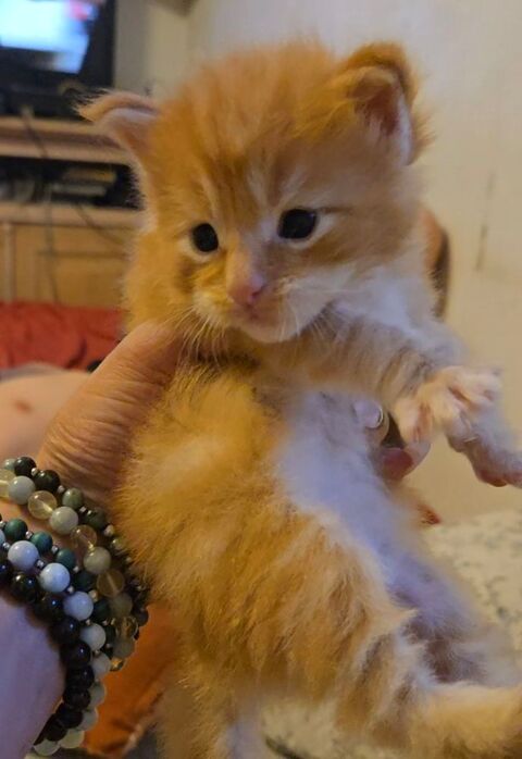 SUBLIME BÉBÉ  MAINE COON POLYDACTYLE MALE LOOF 3MOIS EN SEPT 1900 77300 Fontainebleau
