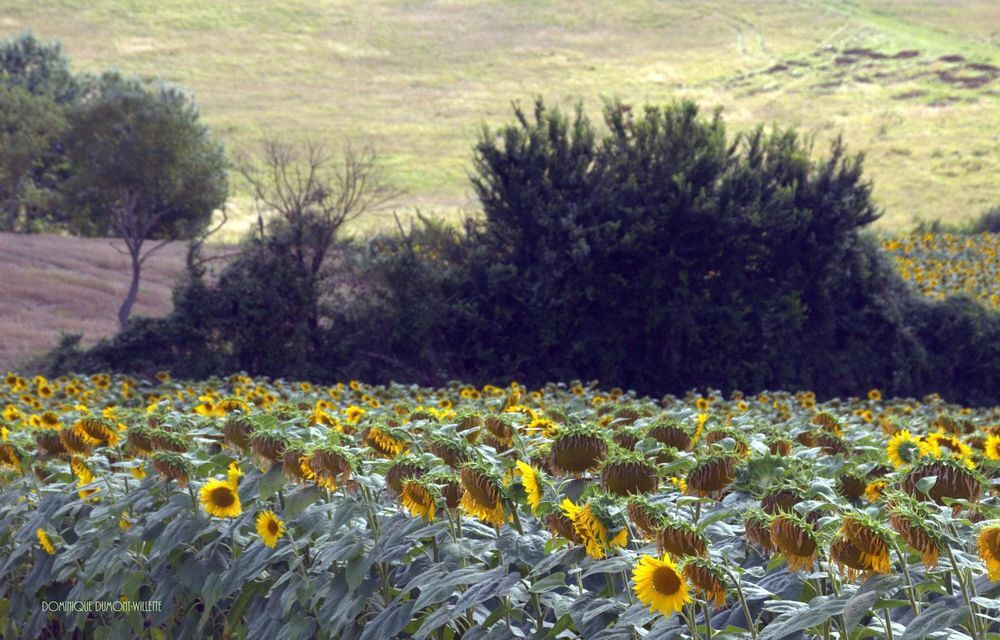 � vendre  Propri�t�/ch�teau Samatan (32130)