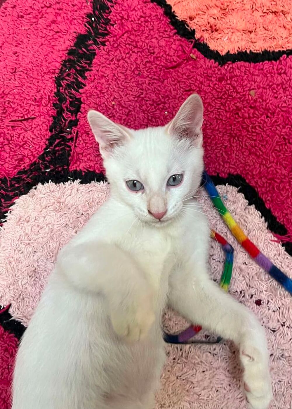   Gaspard un chaton aussi beau que gentil 