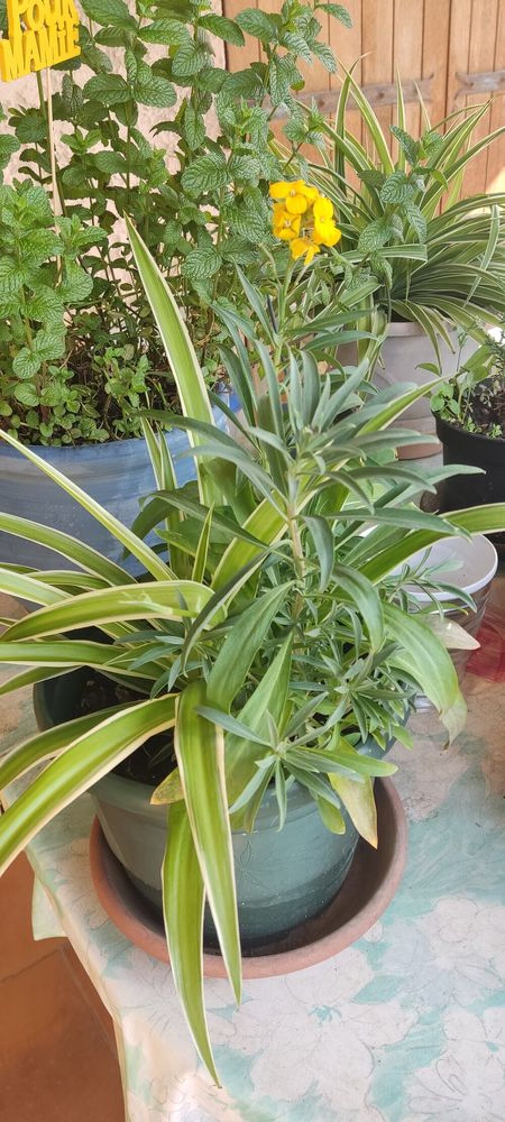 Boutures 2 plantes araign&eacute;e &amp; 2 girofl&eacute;es Jardin