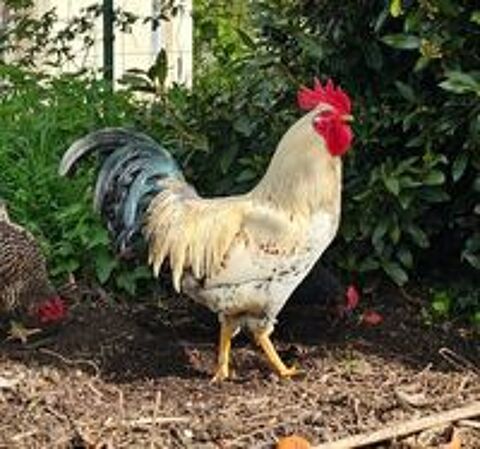   don coq 