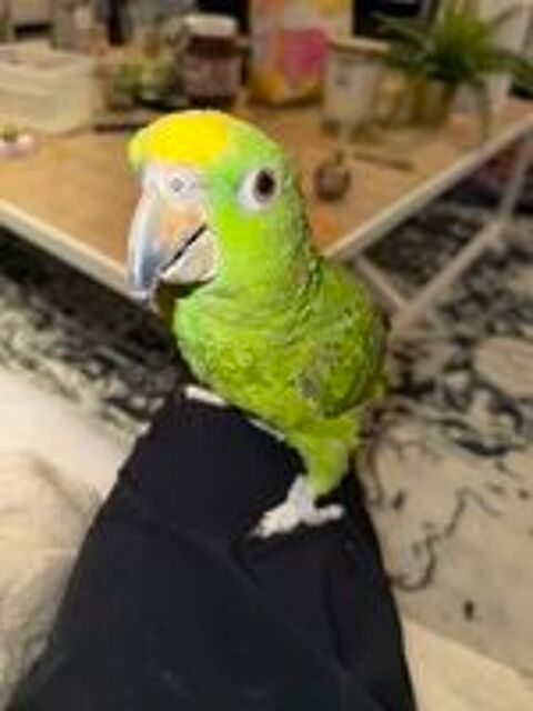   Perroquet Amazon  