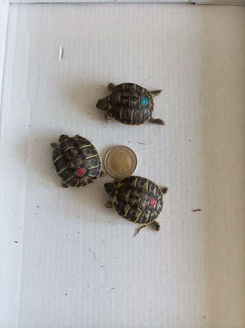 tortue 2025 45 83470 Saint-maximin-la-sainte-baume