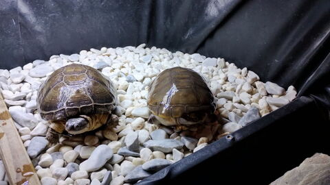 Deux tortues pelomedusa plac&eacute; ensemble taille 14cm et 17 cm 80 02700 Fri�res-faillou�l