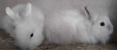 vendre les lapinos Montpellier (34)