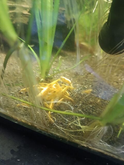 Crevettes jaunes 2 62232 Annezin