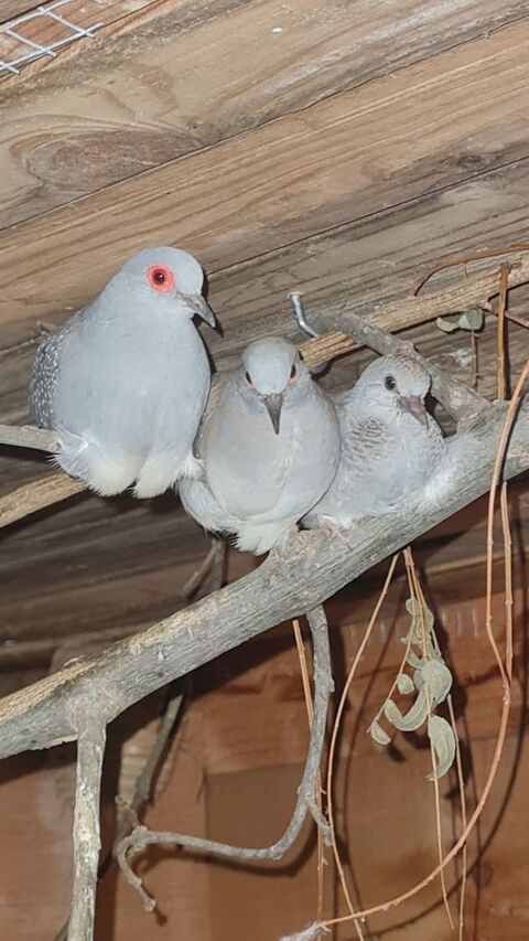 colombes diamant 10 34450 Vias