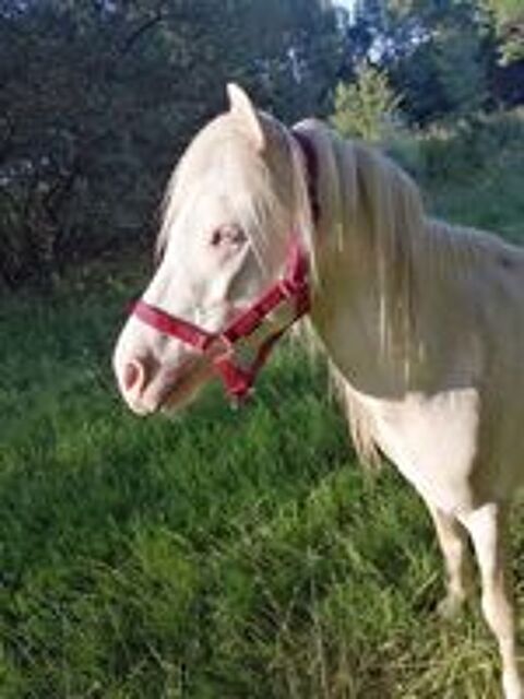   IDALGO, gentil poney ONC crme  adopter via l'association UMA 