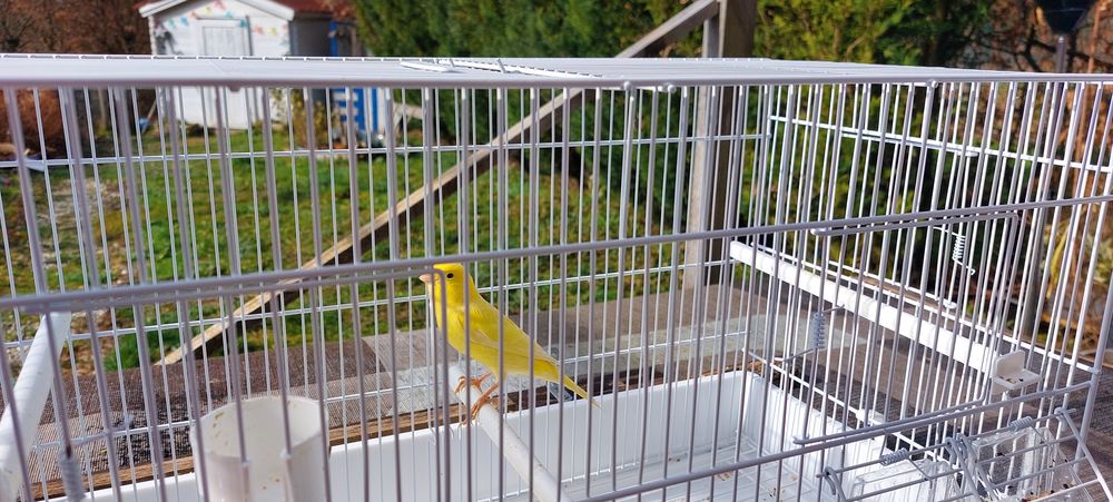   Canaris  