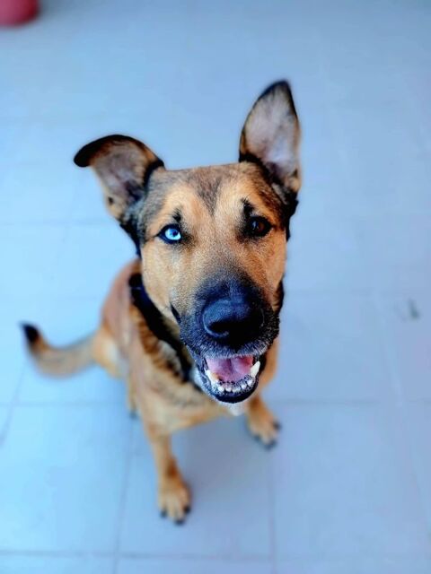 Saïko 290 59180 Cappelle-la-grande