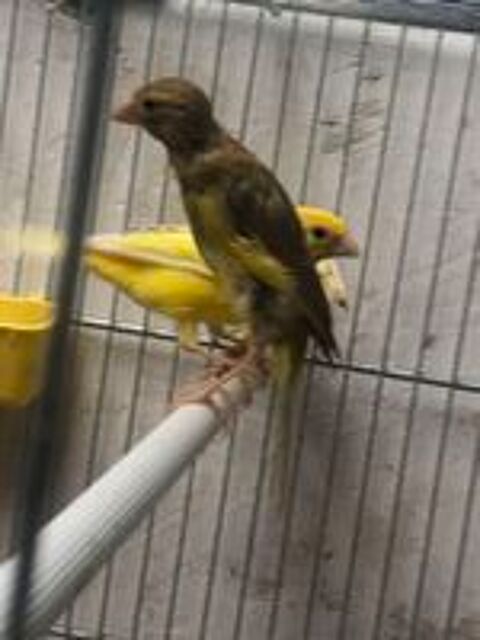   couple Canaris osos 