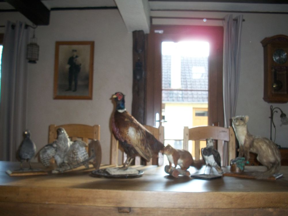 Lot d'animaux empaill&eacute;s Décoration