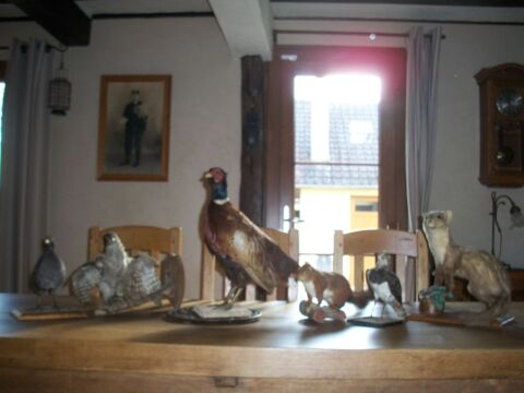 Lot d'animaux empaillés 80 Blangy-Tronville (80)