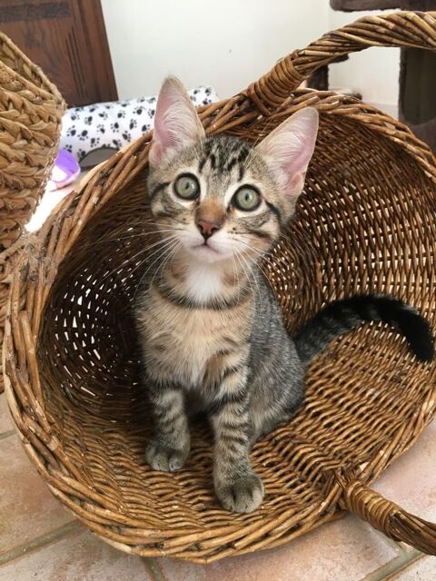 Zazie chtoupinette aimant l'humain et ok chat 180 94200 Ivry-sur-seine