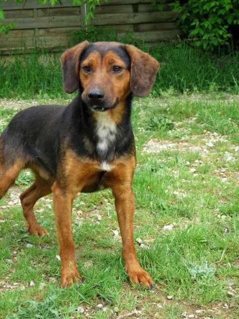 FLIP, petit bout de chien, est à l'adoption! 0 34000 Montpellier