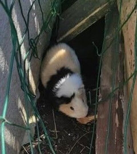 COCHON D INDE à l adoption 50 26270 Saulce-sur-rhne