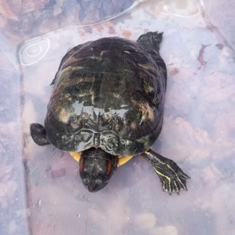 tortue d'eau femelle  100 29000 Quimper