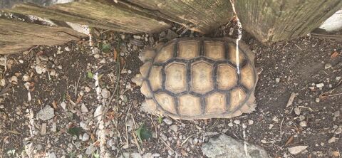 Deux tortues Sulcata 800 17490 Neuvicq-le-château