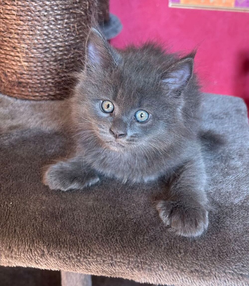   Chatons Maine COON  