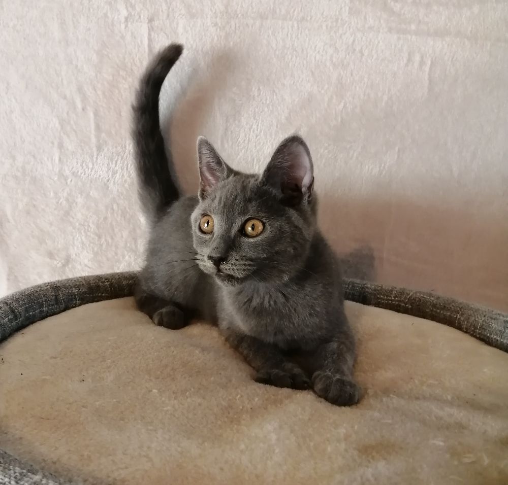  Disponible de suite : Un beau male chartreux Loof
