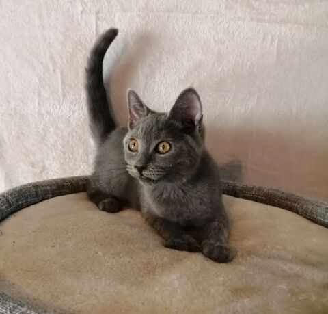 Disponible de suite : Un beau male chartreux Loof
650 65370 Siradan