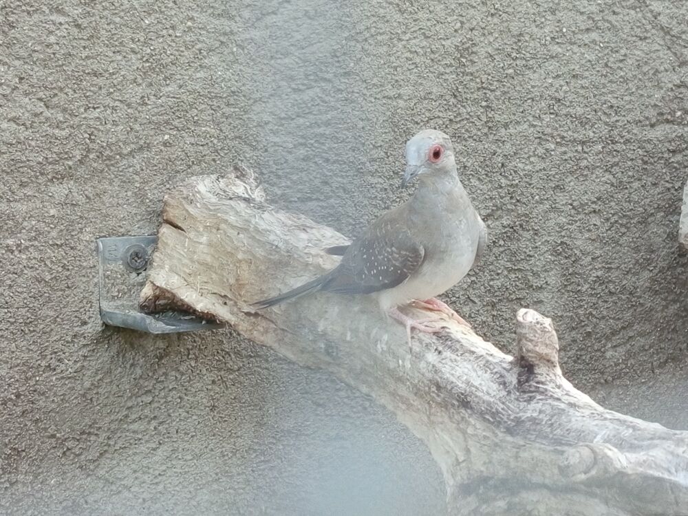   Colombe diamant  