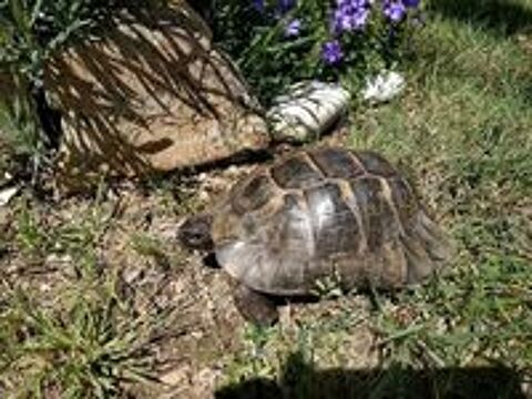   Tortue ADULTE 35 Ans Ibera (Legale avec documents et cic) 