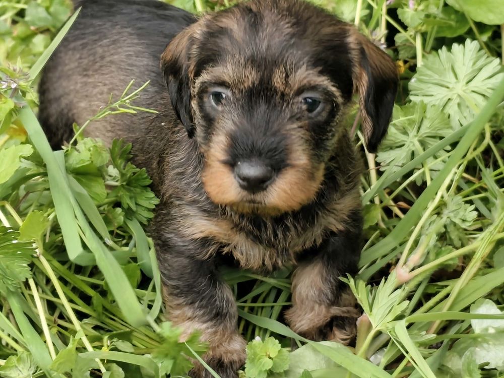   CHIOT TECKEL NAIN POILS DURS 