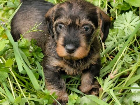 CHIOT TECKEL NAIN POILS DURS 1750 85440 Avrillé
