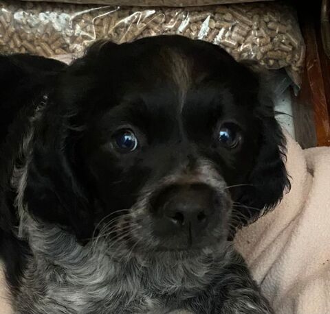 chiot épagneul breton 0 40290 Misson