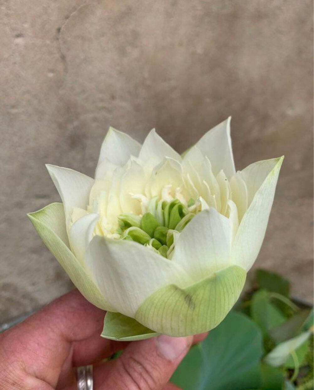 lotus white pear flower Jardin