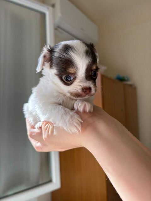 Chiots+chihuahua 1000 66000 Perpignan