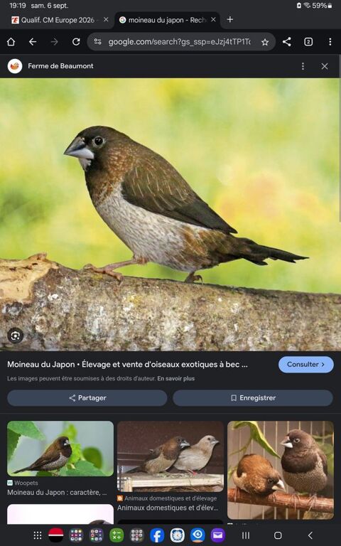 moineaux du japon 0 62300 Lens