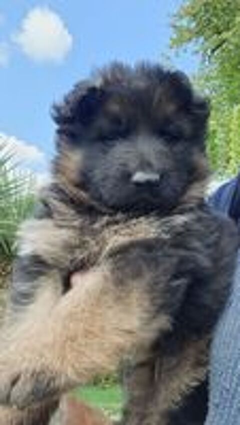   CHIOTS BERGER ALLEMAND LOF poils longs 