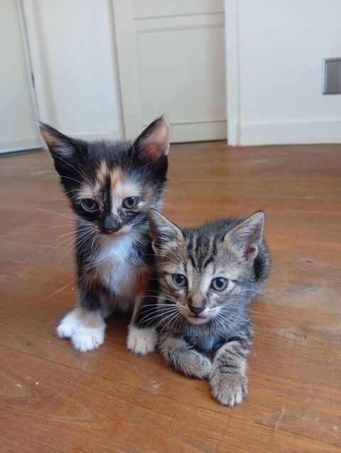 Don chatons de plus de 8 semaines s&egrave;vres 0 24150 Saint-capraise-de-lalinde