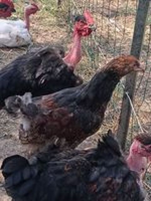   Coq brahma 