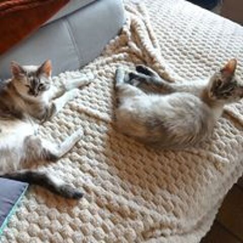   Mochi et Squishy 