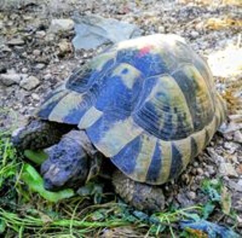   Femelle tortue ibera  