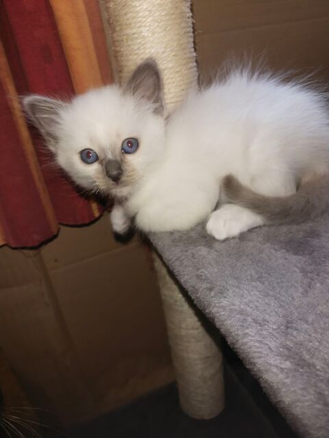 R&eacute;servations Chatons Males Sacr&eacute; de Birmanie LOOF 1000 72600 Mamers