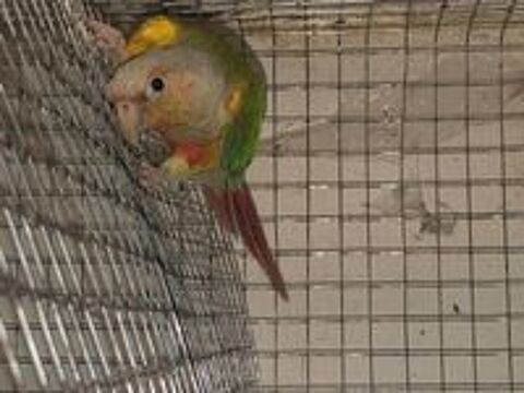   Couple conure molinae adulte 