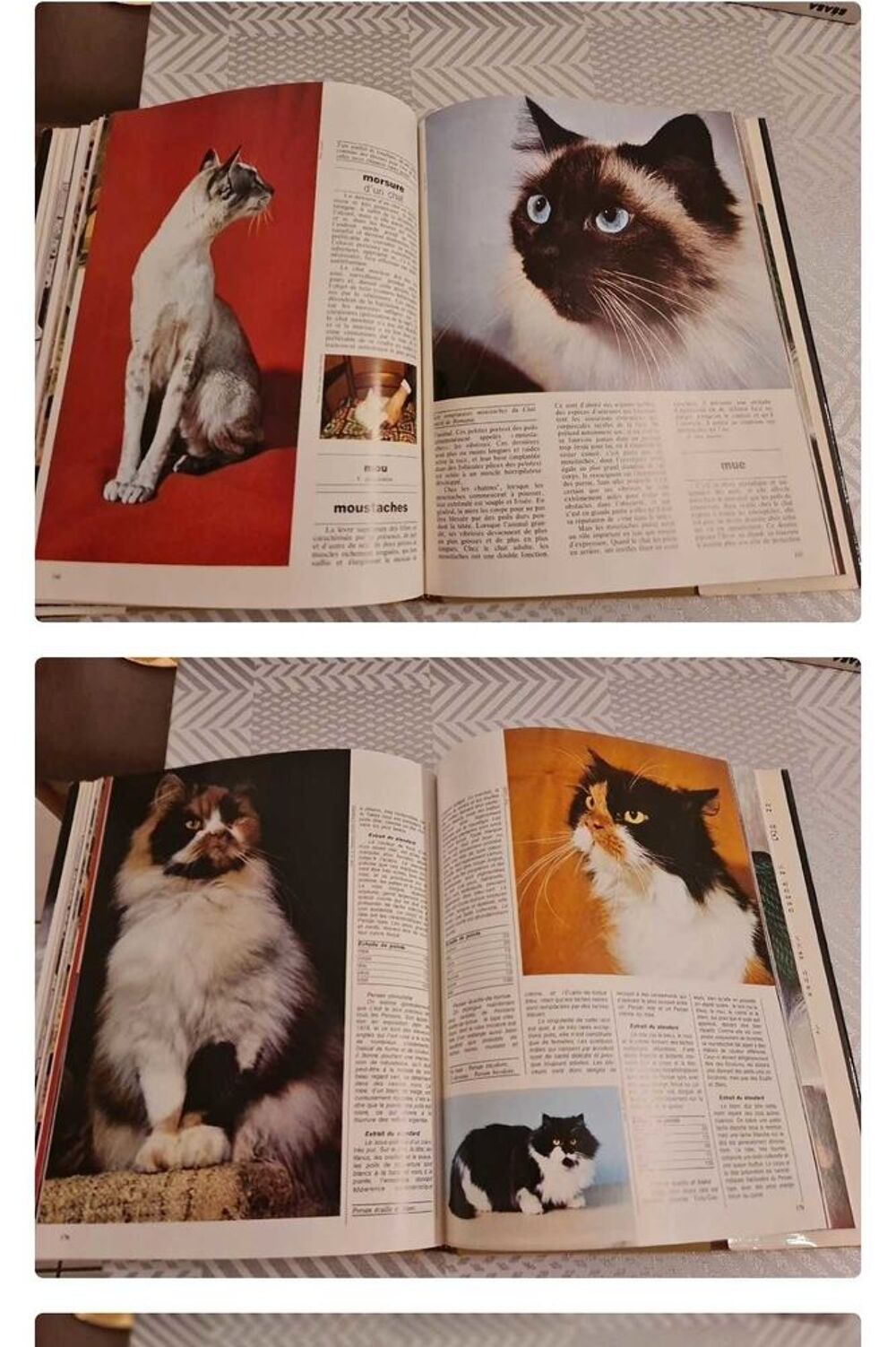 livre " le larousse du chat" Livres et BD