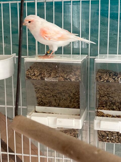Canari 60 95330 Domont