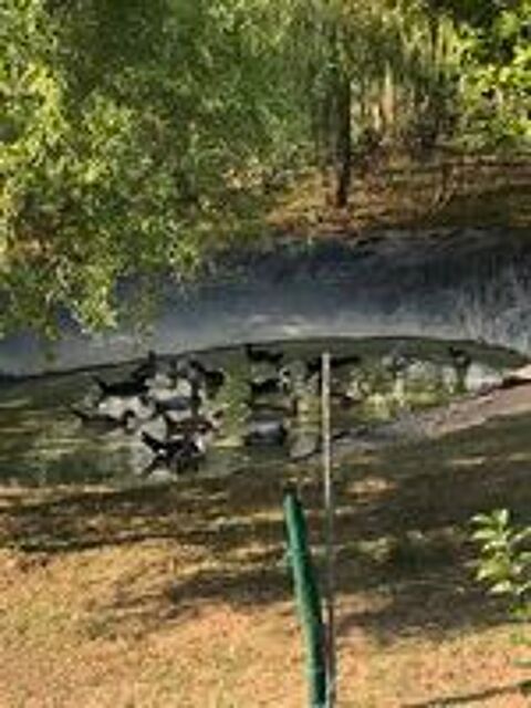   Canards et canettes de barbarie  