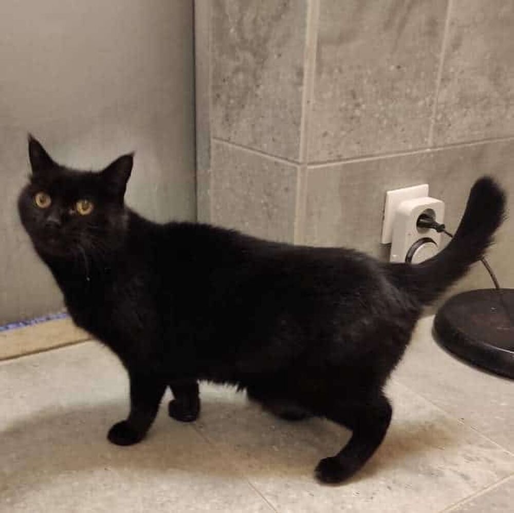   NAKIA, adorable chat femelle à l'adoption  