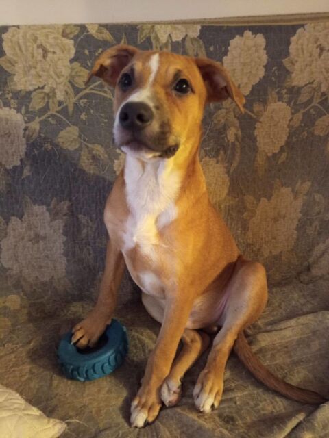 Spooky, mâle croisé berger, né le 15/06/2025&#128054; 300 18000 Bourges