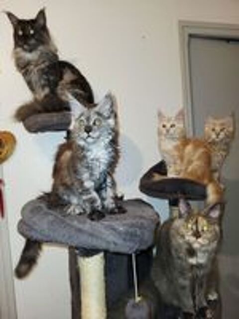   3 adorable maine coon 3 mois loof 